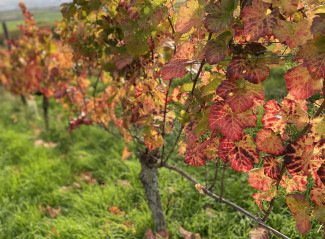 Weinblaetter_bunt