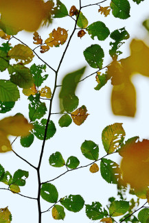 Herbstblätter
